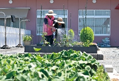 家庭菜園の写真です